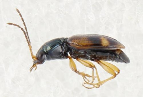 Bembidion articulatum
